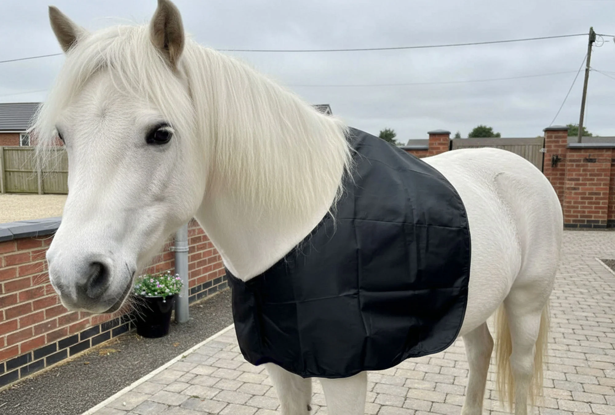 Shetland and Miniature